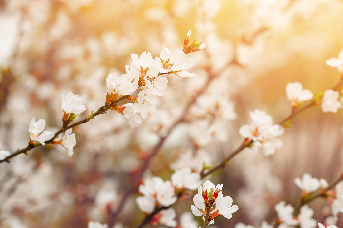 Hello Spring: Freshening Your Home (and a Little Surprise)