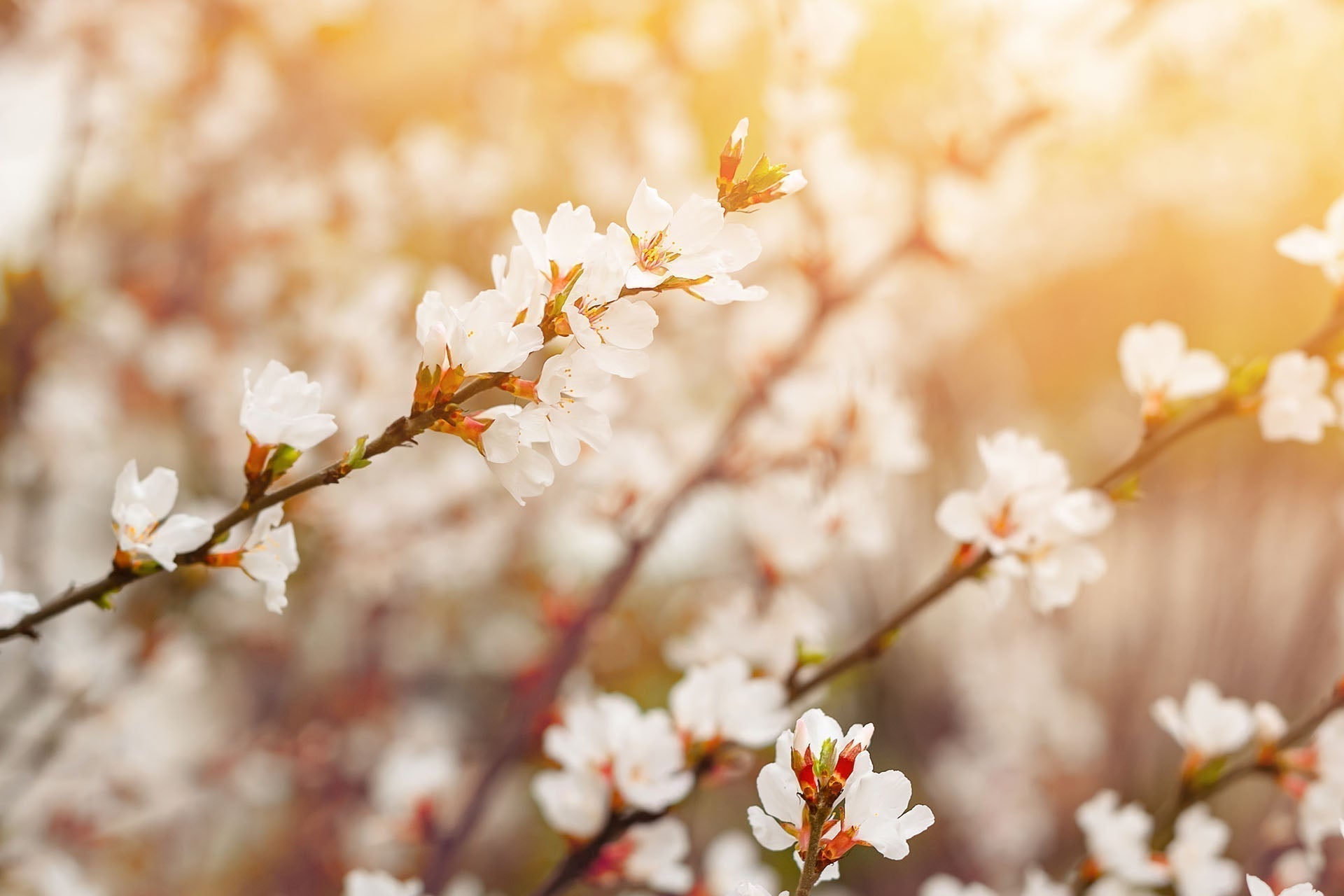 Hello Spring: Freshening Your Home (and a Little Surprise)