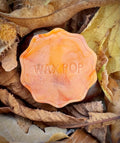 Spiced Pumpkin Wax Melt Pop